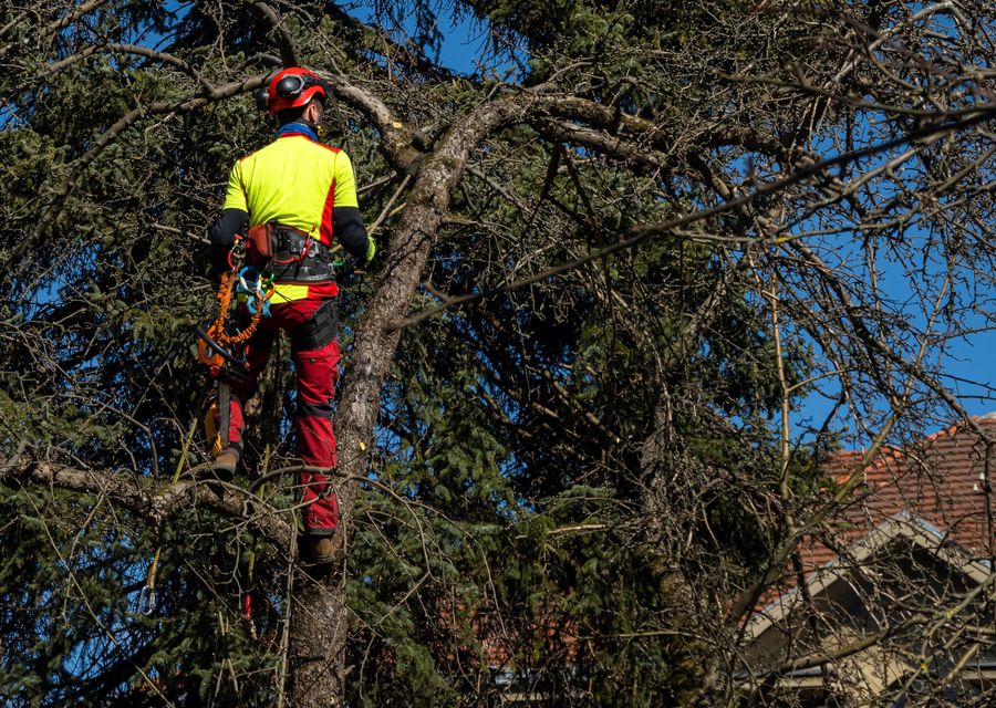 Tree trimming and pruning by Cross Island Tree Service in Sorrento, FL