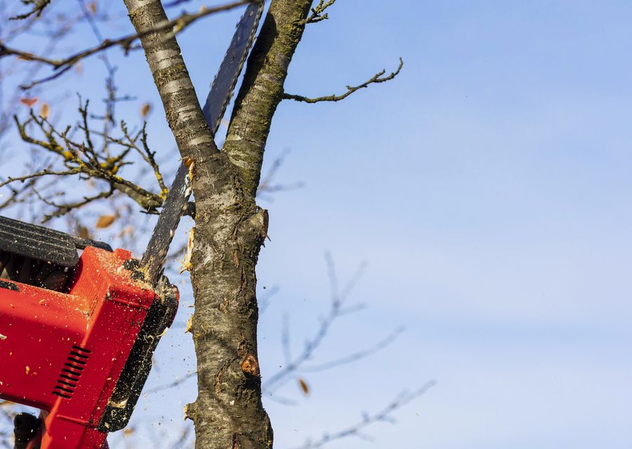 Tree trimming and pruning by Tree Service LLC in Derry, PA