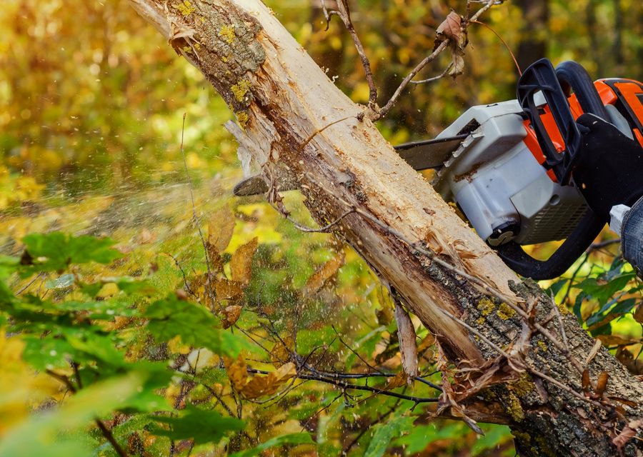 Tree trimming and pruning by Safe Tree Service Pros in Broadview, IL