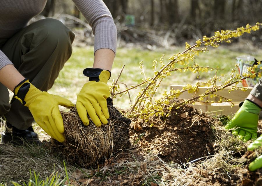 Tree trimming and pruning by Van's Tree Service in Evergreen Park, IL