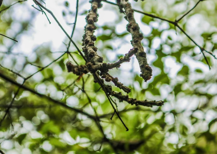 Tree trimming and pruning by Arbortec Tree Solutions in Englewood, CO