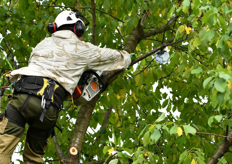 Tree trimming and pruning by G & J Tree Experts in Charlotte, NC
