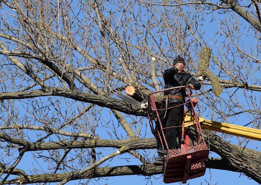 Tree trimming and pruning by Lids Tree Services in Elk Grove Village, IL