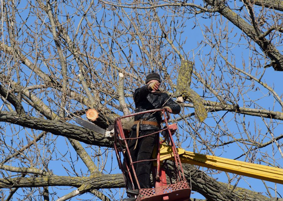 Tree trimming and pruning by Cheap Peter Tree Service in Titusville, FL