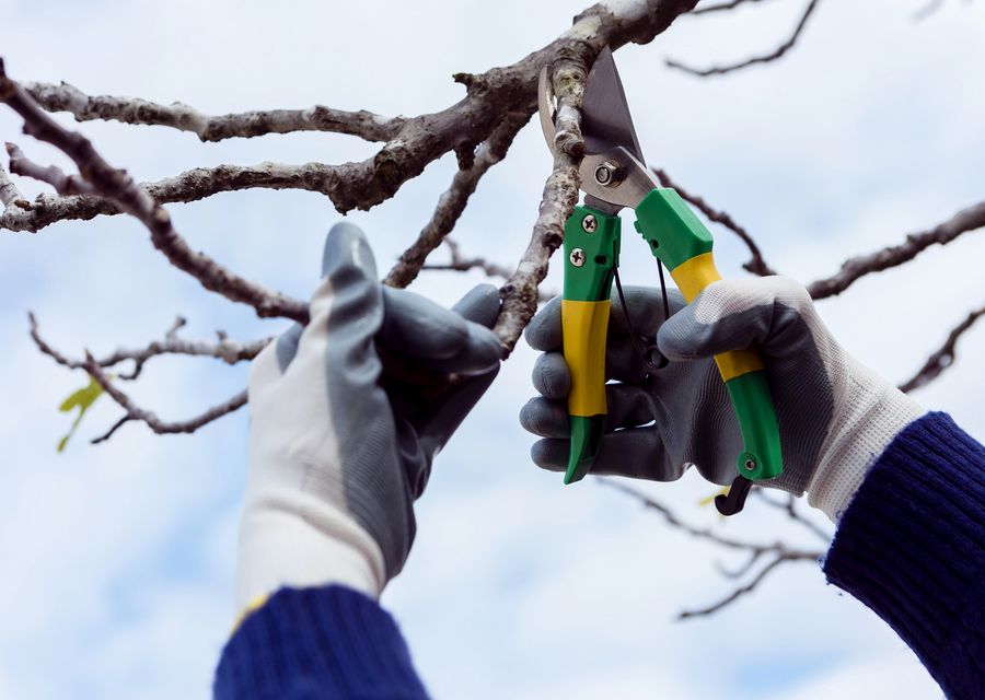 Tree trimming and pruning by Weldon's Tree Service in Abington, PA