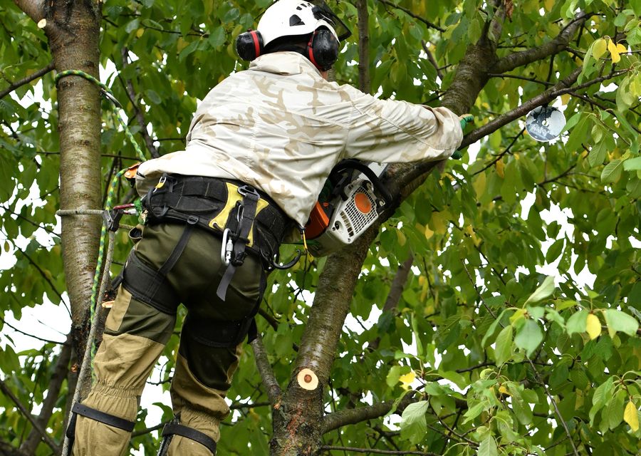 Tree trimming and pruning by Nassau Tree Service in Naperville, IL