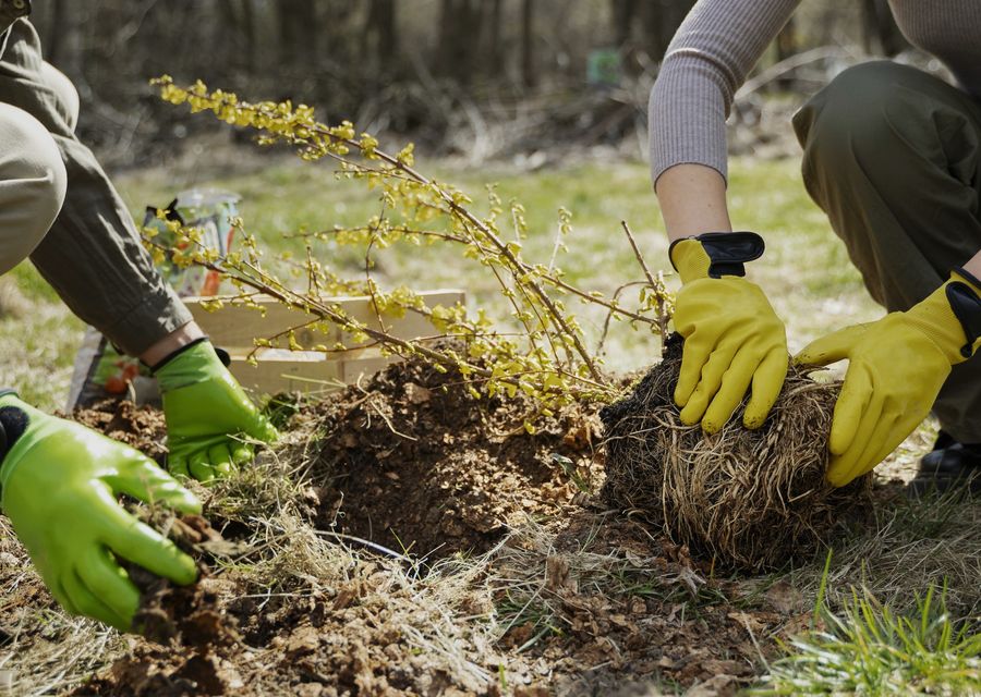 Tree trimming and pruning by D&D Tree Service. in Upper Leacock, PA