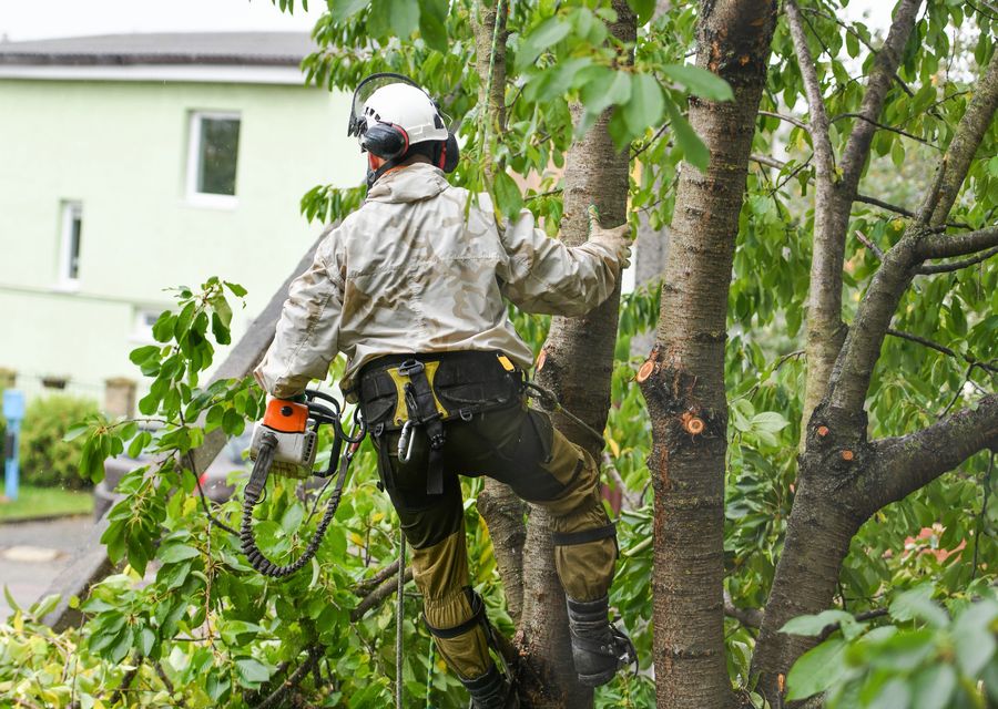 Tree trimming and pruning by Academy Arborist in North Huntingdon, PA