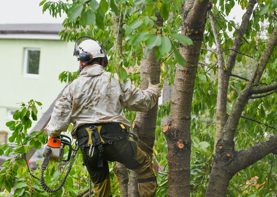Tree trimming and pruning by Tree Techs Care & Removal in Norristown, PA
