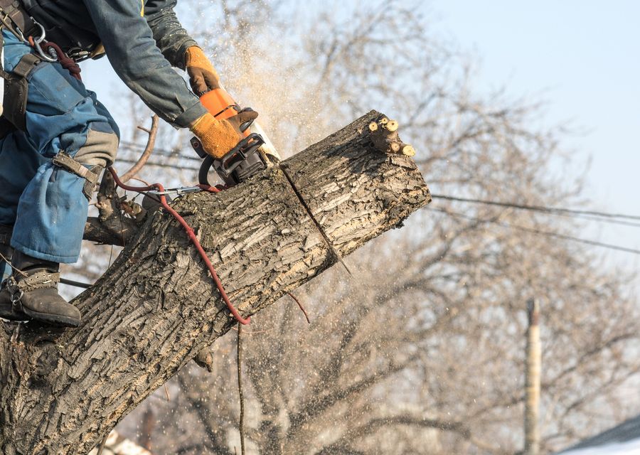 Tree trimming and pruning by AAA Tree and Landscaping in Brea, CA