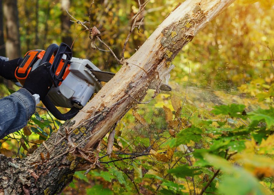 Tree service project by RJS Tree Service in Chichester, NH