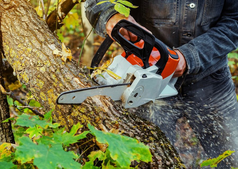 Tree service project by East Coast Tree Experts in Lyman, ME