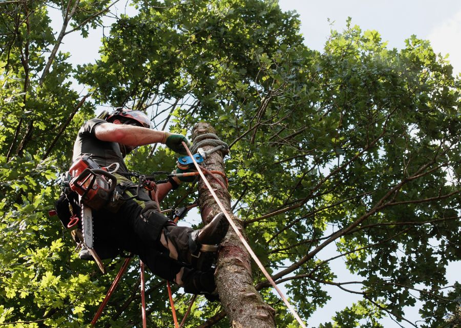 Tree service project by Carter Brothers Trees & Landscape Inc in Merritt Island, FL