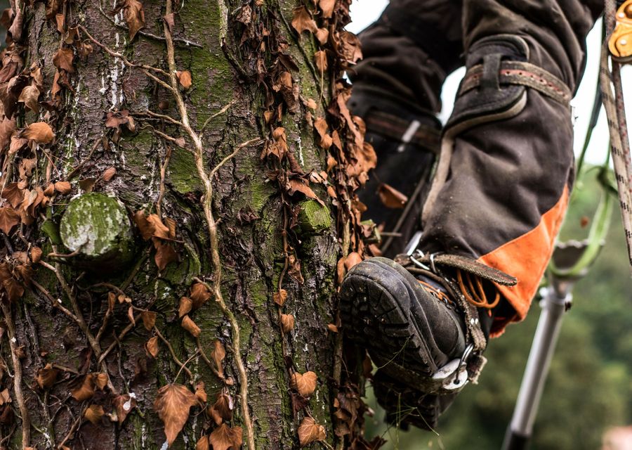 Tree service project by Sunshade Tree Care LLC. in Cedar Park, TX