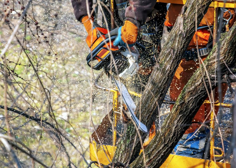 Tree service project by Tall Tree Service in Crowley, TX
