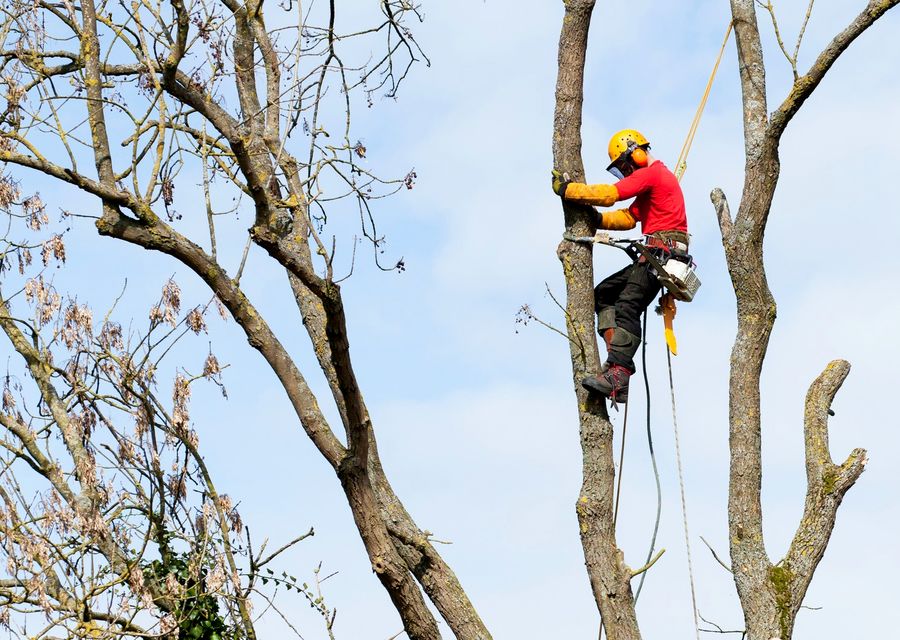 Tree service project by Joe Tree Service Inc in Orland Park, IL