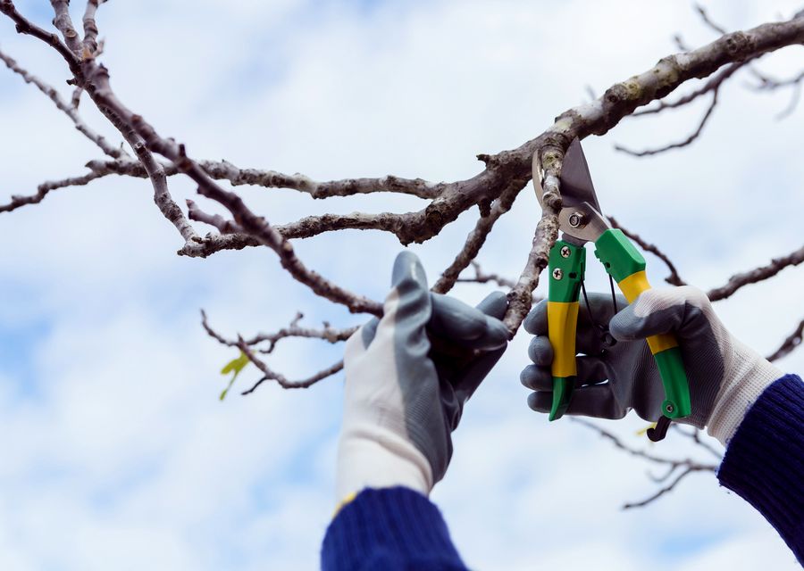 Tree service project by Aspen Tree Expert Co., Inc. in Fox Lake, IL