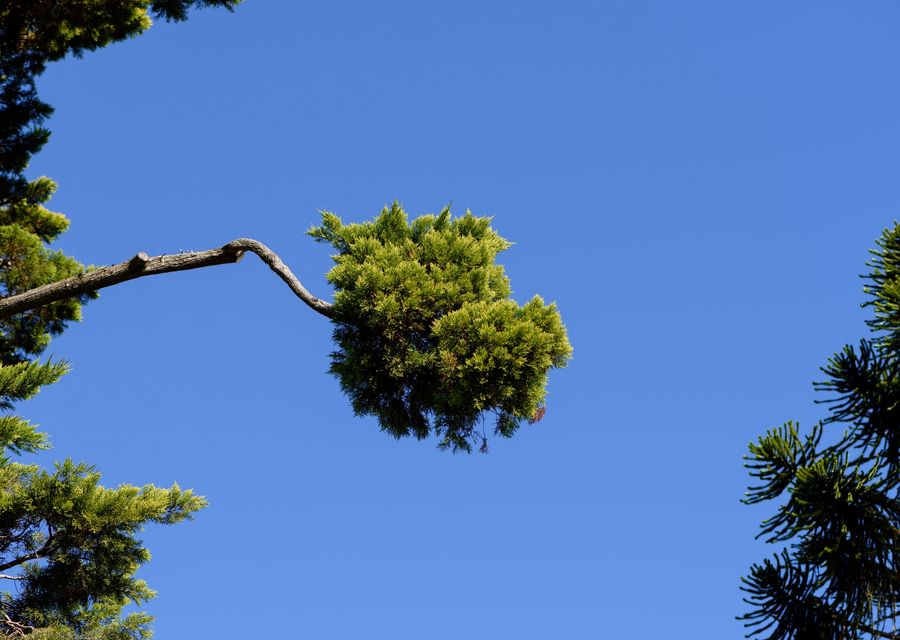 Tree service project by Martinez Tree Service LLC in Papillion, NE