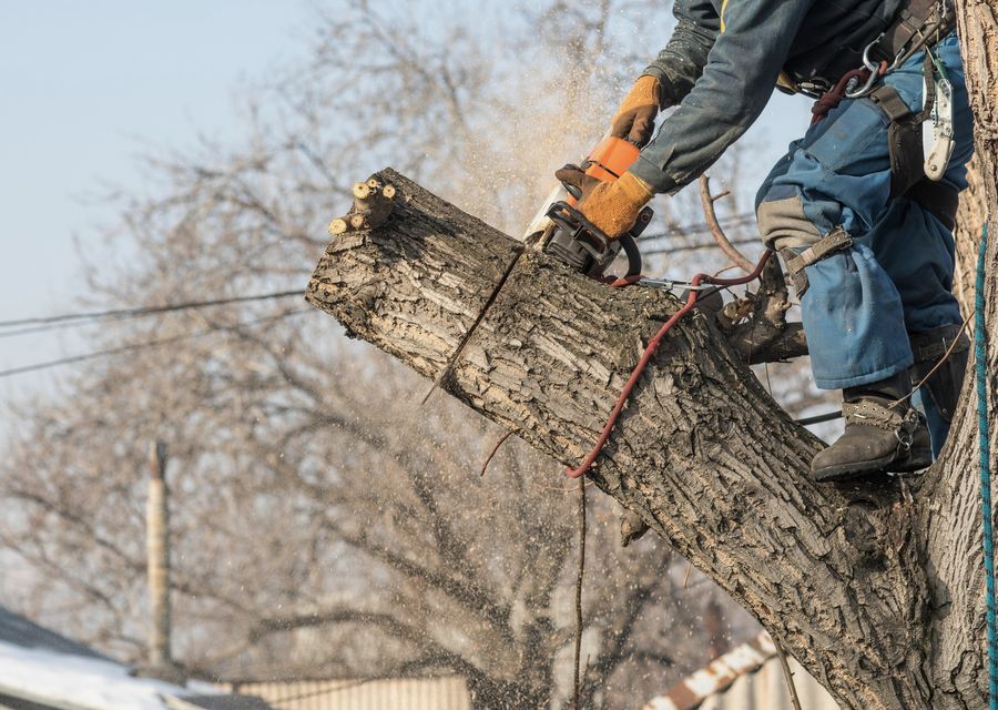 Tree service project by De La Rosa Tree Service LLC in Salem, PA