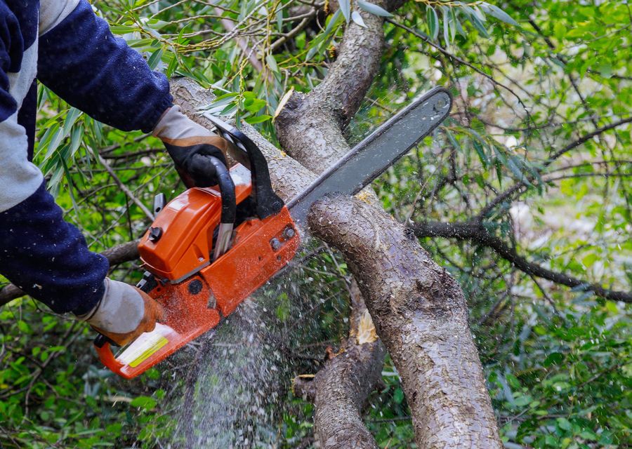 Tree service project by Jersey City Tree Services in Weaverville, NC