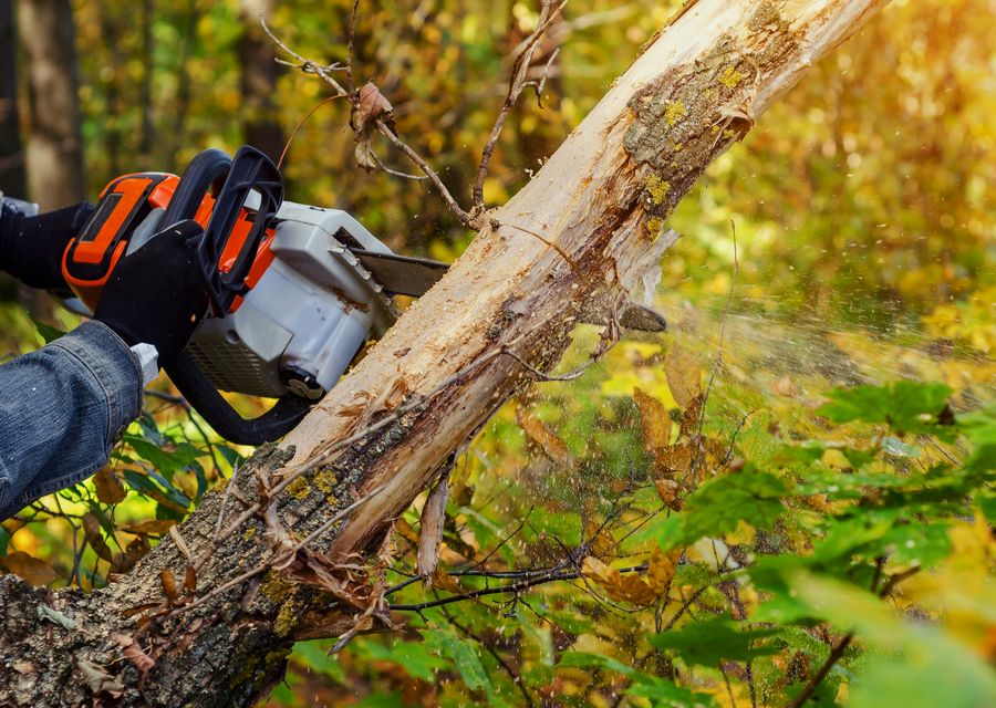 Tree service project by Forestry Tree Care in Reade, PA