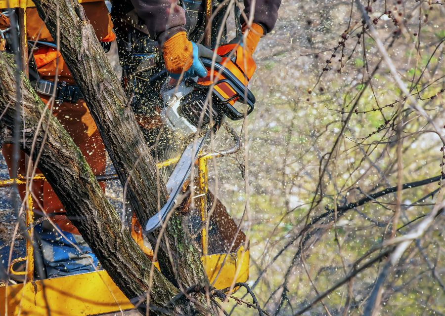 Tree service project by Knockout Tree Services LLC in Portage, PA