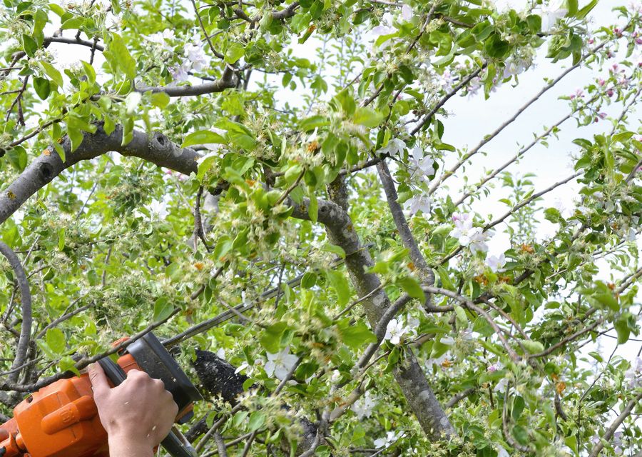 Tree service project by Antonio & Ed Tree Experts in Castle Rock, CO