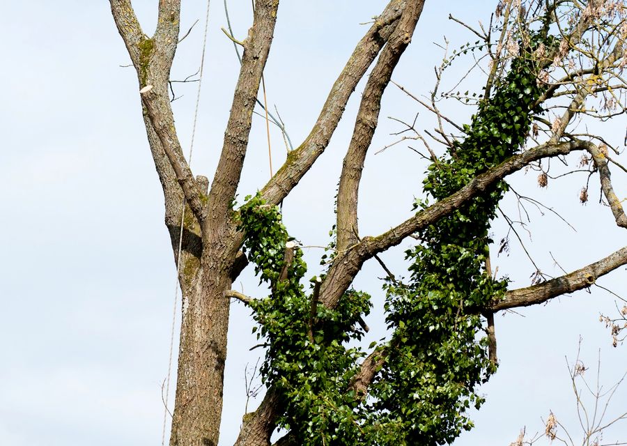 Tree service project by Tree Service & Lawn Care in Homewood, IL