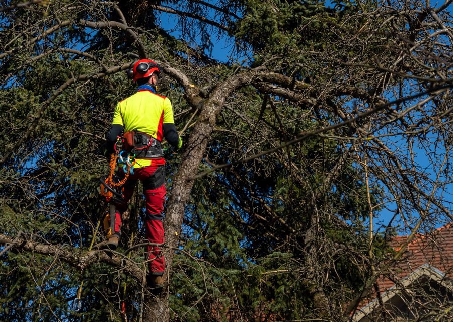 Tree service project by Tree Service Long Island in Flossmoor, IL