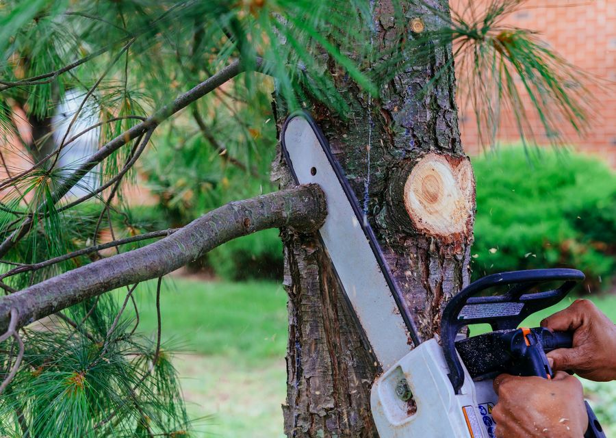 Tree service project by Ace Tree Service in Lower Gwynedd, PA