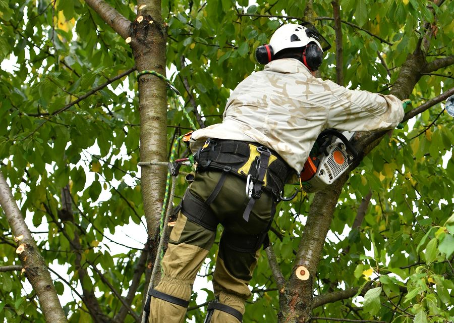 Tree service project by Cornerstone Tree and Landscape Services in Dunbar, PA