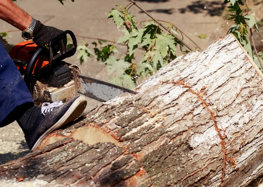 Tree service project by Massapequa Tree Service in Mt Prospect, IL