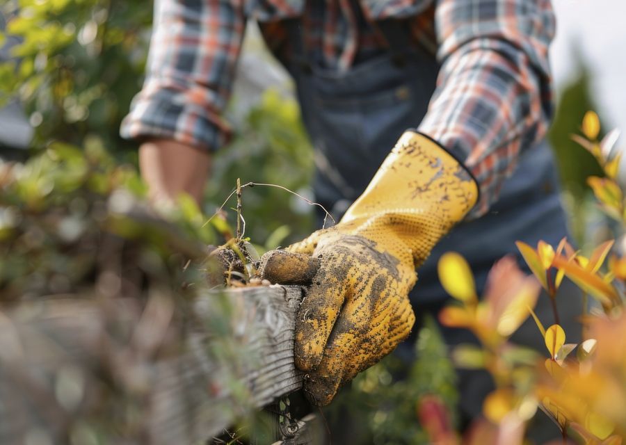 Tree service project by Norman Tree Services LLC in Littleton, NH
