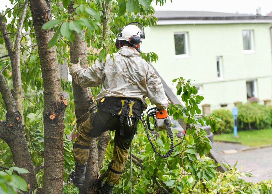 Tree service project by JM Tree & Landscape Service in Stallings, NC