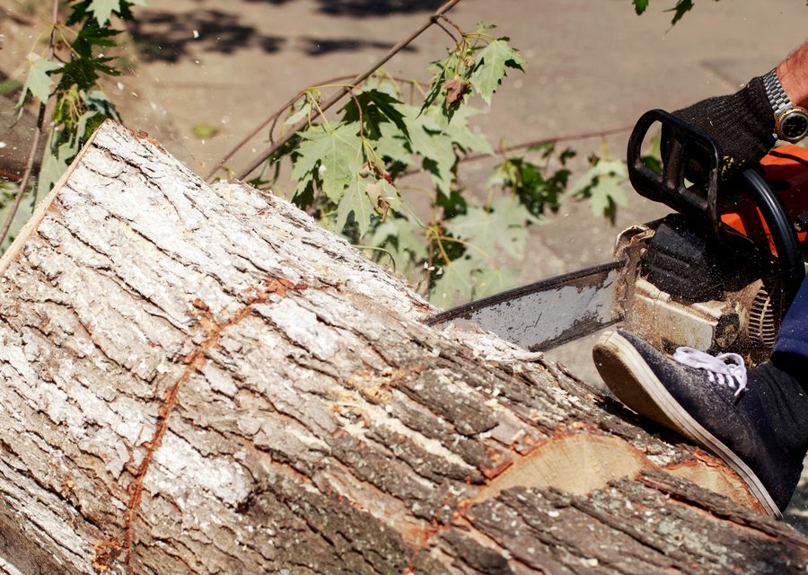 Tree service project by A & W Tree Services in La Grange Park, IL