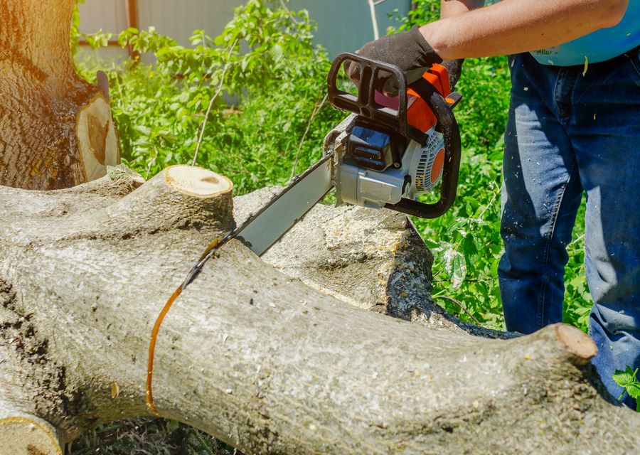 Tree service project by Patrick Certified Arborist LLC in Elk Lick, PA
