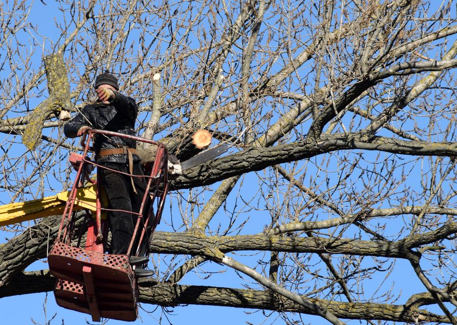Tree service project by Scott Tree Company Inc. in Forest Park, IL