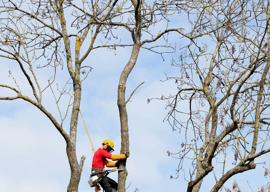 Tree service project by Robertson Tree Service in Batesburg-Leesville, SC