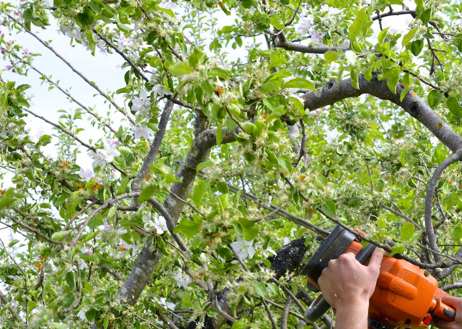 Tree service project by Jackson Tree Service & Land Clearing in Waleska, GA