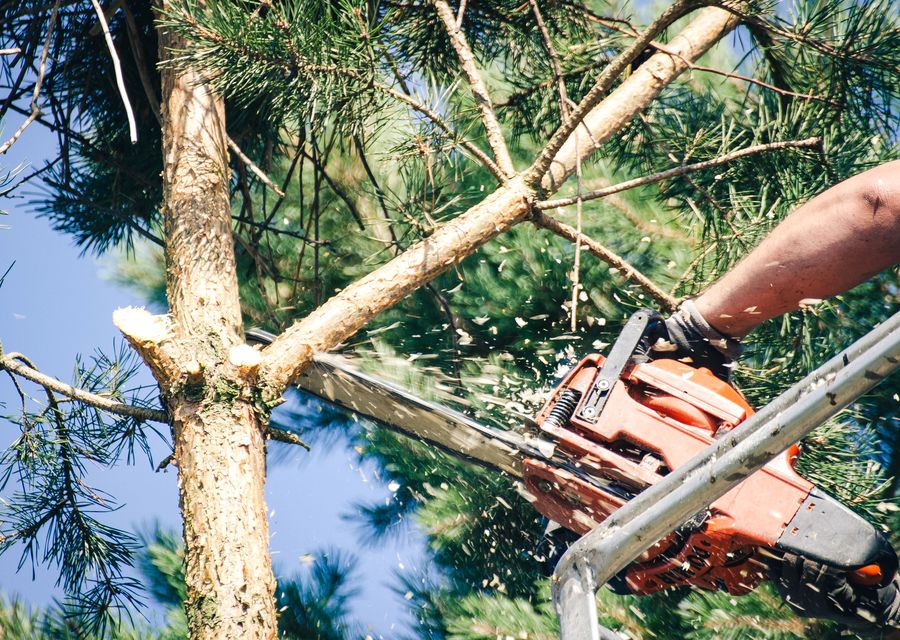 Tree service project by Professional Tree Removal in Mokena, IL