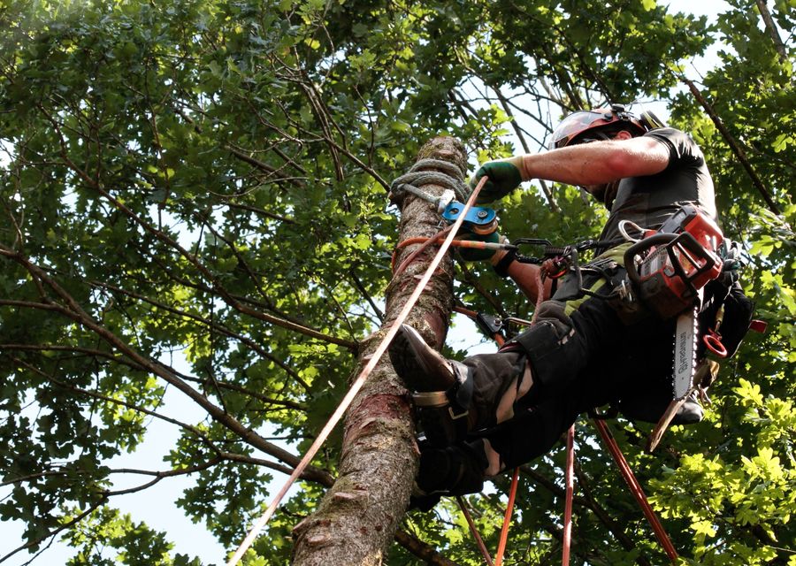 Tree service project by Rath Arborist Services LLC in Wilmette, IL