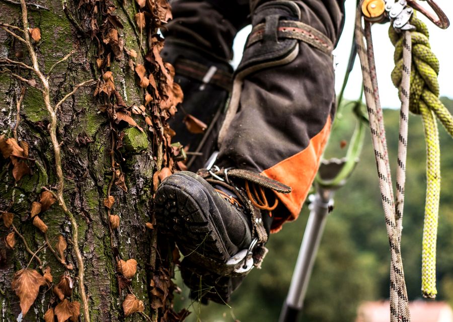 Tree service project by Bailey Tree LLC in Munster, PA