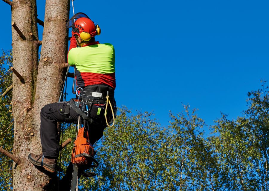 Tree service project by Monster Tree Service in Epping, NH