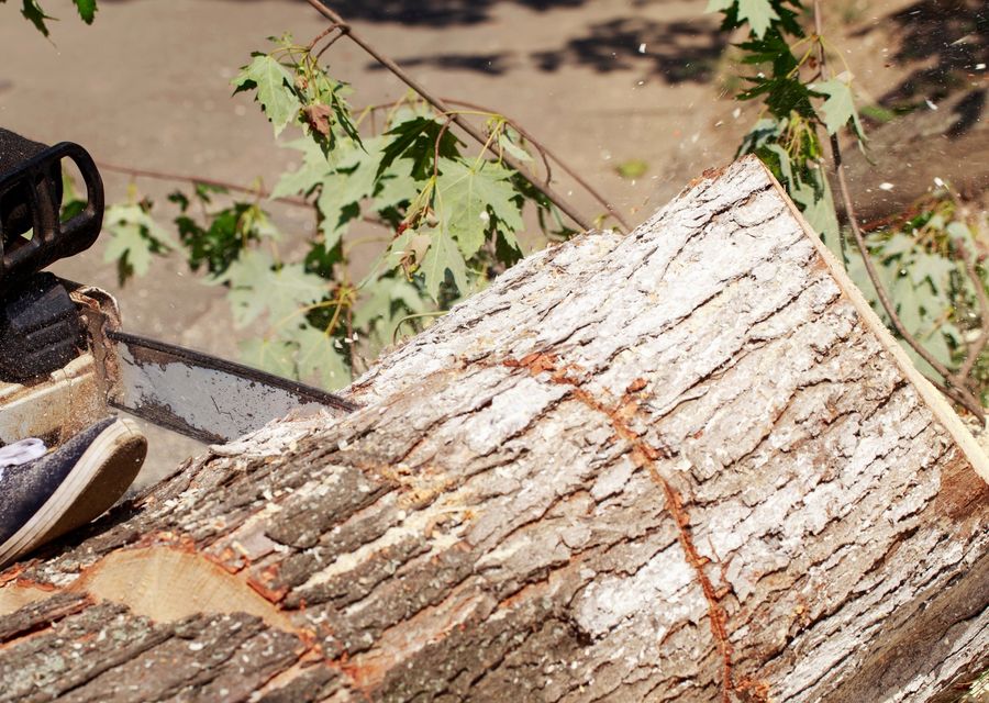 Tree service project by Ramalho Tree Service in Mundelein, IL