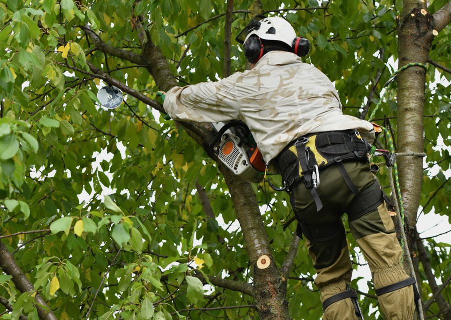 Tree service project by Best Tree Experts in Pequea, PA