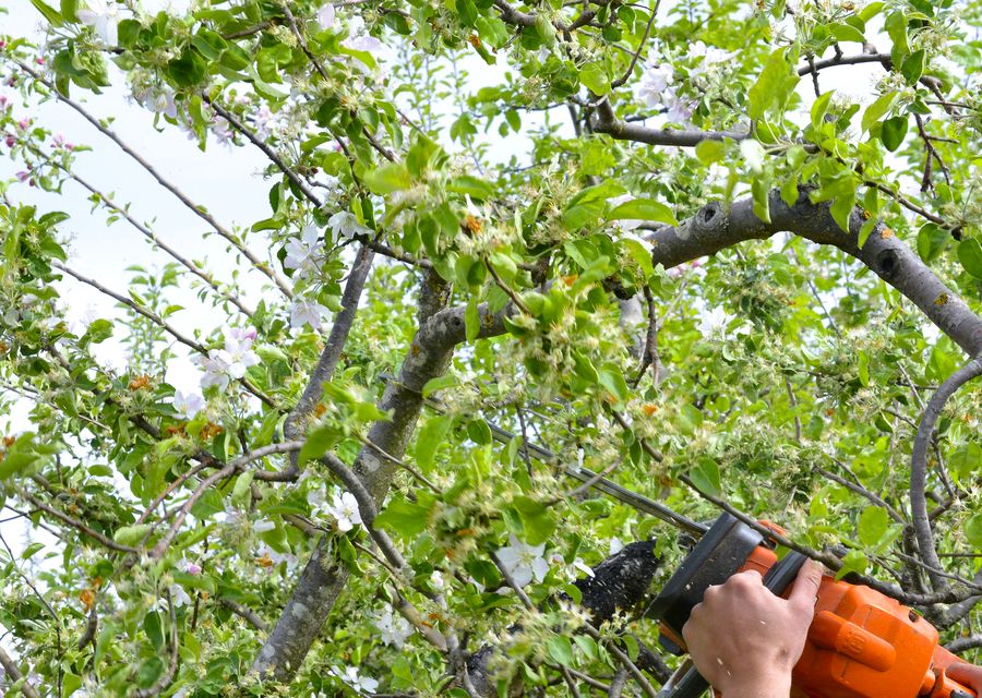 Tree service project by Q&F Green Crown care LLC in Beaufort, SC