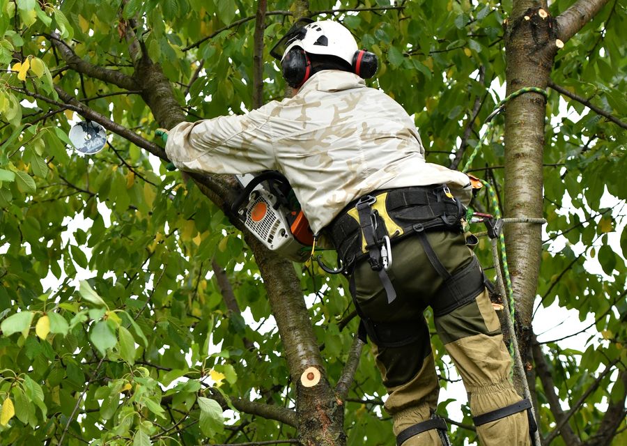 Tree service project by Big R Tree Service Inc. in Satellite Beach, FL