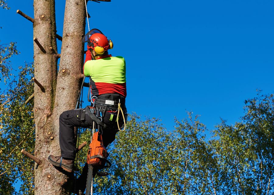 Tree service project by P.J.R Landscaping & Tree Service Corp in Peotone, IL