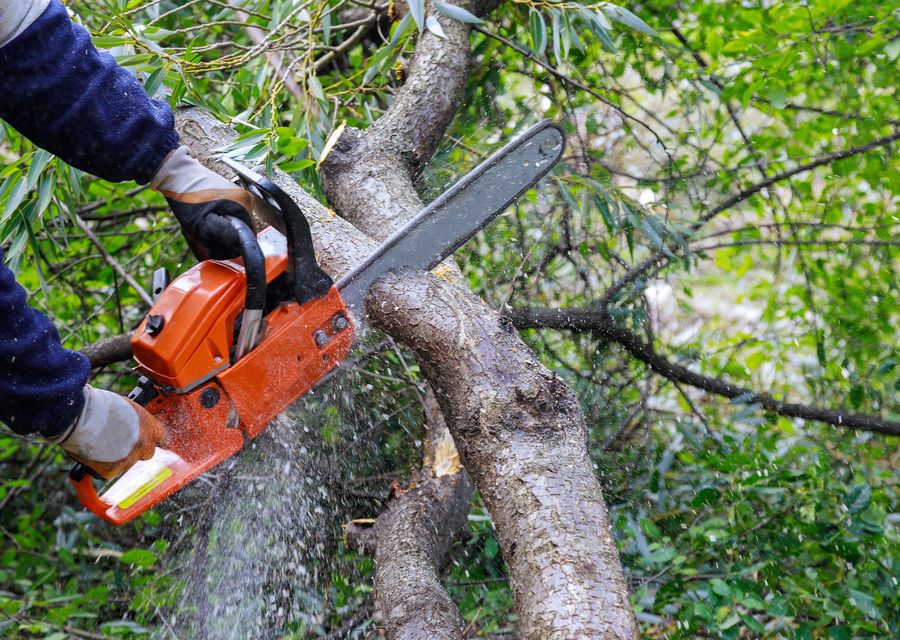 Tree service project by Onofre Tree & Lawn Service Since 2010 in St Clair, PA