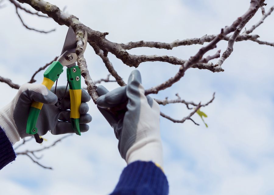 Tree service project by Liberty Tree Service LLC in Donegal, PA